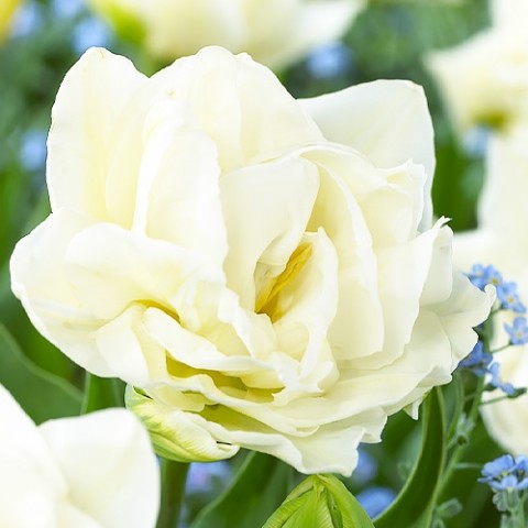 Тюльпан Global Desire  фото
