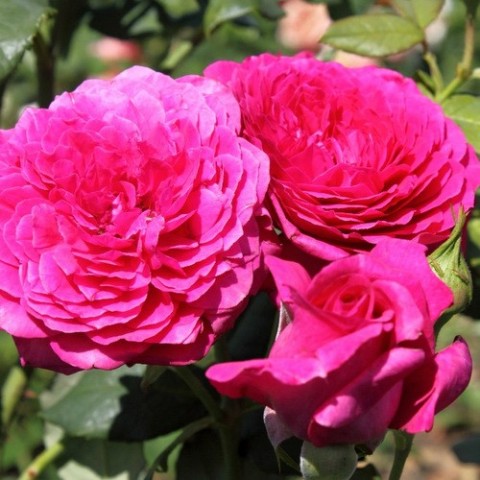 Троянда Johann Wolfgang von Goethe  фото