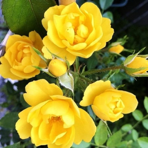 Троянда Golden Age фото