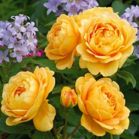 Троянда Golden Celebration (Гігантська квітка) фото