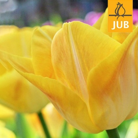 Тюльпан Golden Dynasty (Брендові цибулини Jub Holland) фото