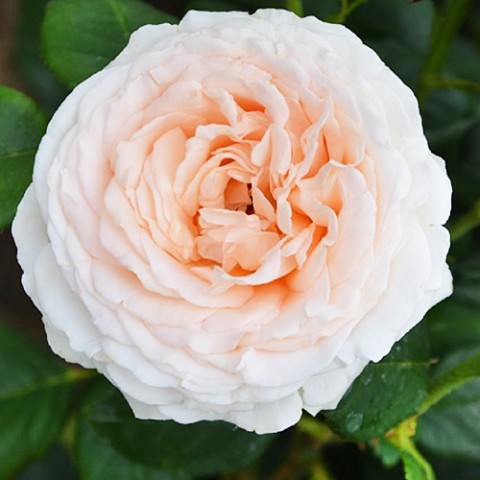 Троянда Gruaud Larose фото