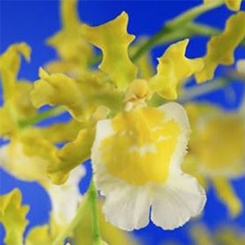 Орхідея Hawaian Yellow фото
