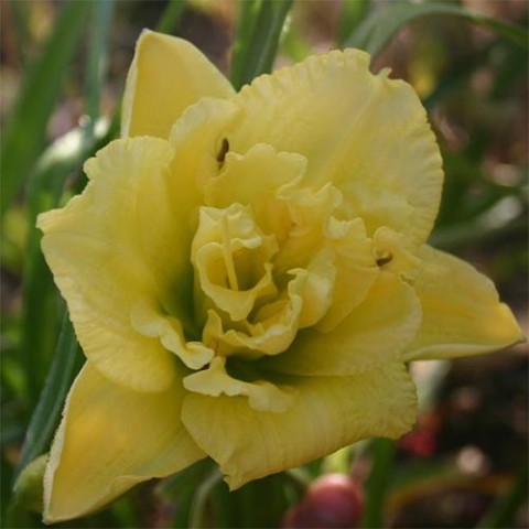Лілейник Cabbage Flower фото