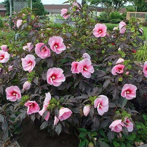 Гібіскус садовий Pink Candy фото