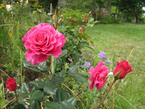 Троянда Princess Alexandra фото