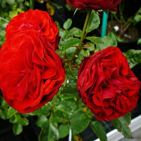 Троянда Hot Rokoko фото