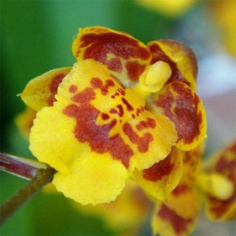 Орхідея Howeara Mimi Primi фото