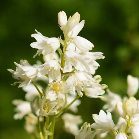 Гіацинтоїдес Hispanica White фото