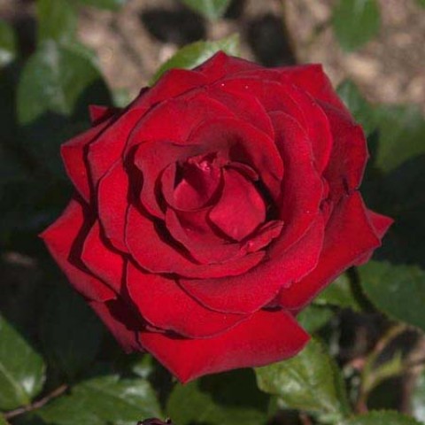 Троянда Ingrid Bergman фото