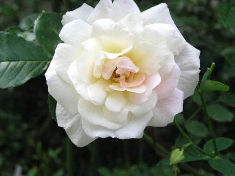 Троянда Irene of Denmark фото