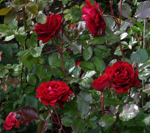 Троянда Isabel Renaissance фото