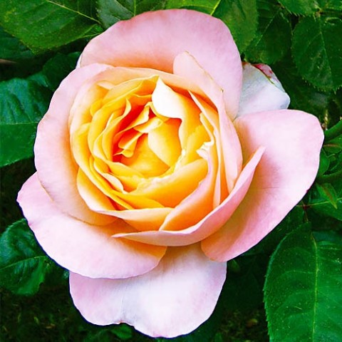 Троянда Isabelle Autissier фото