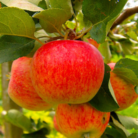Яблуня Пірус фото