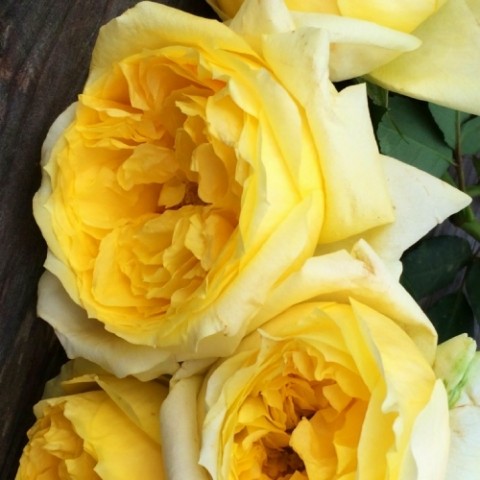 Троянда Toulouse Lautrec фото