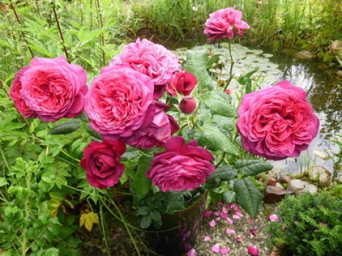 Троянда Johann Wolfgang von Goethe  фото