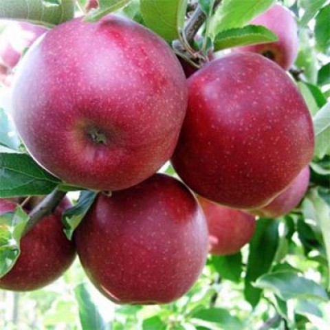 Яблуня Джонапринц фото
