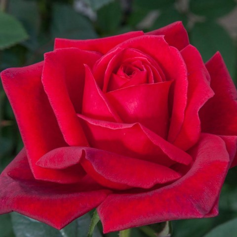 Троянда Jubilee de Papa Meilland фото