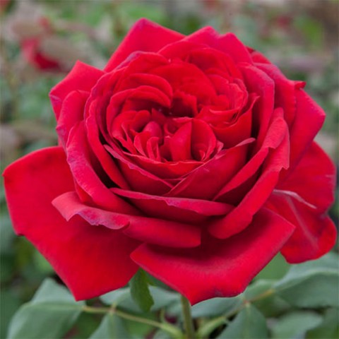 Троянда Jubilee de Papa Meilland фото
