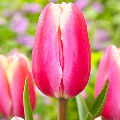 Тюльпан Jumbo Beauty фото