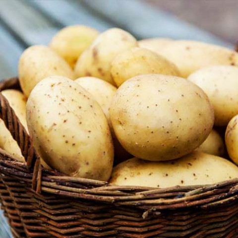 Насіння картоплі Ассоль фото