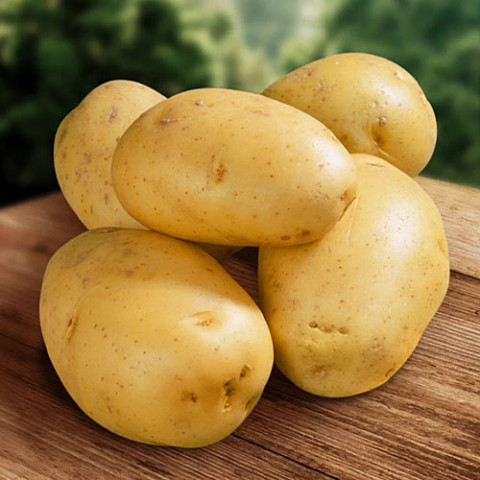 Насіння картоплі Ілона фото
