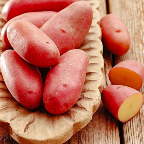Картопля Ред Скарлет (2 репродукція) фото