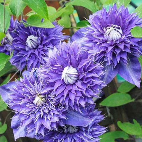 Клематіс Multi Blue (Махрова квітка) фото
