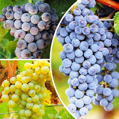 Комплект привитих саджанців винограду Винний фото