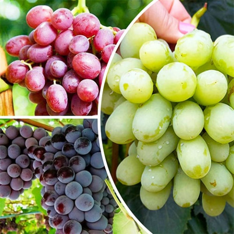 Комплект привитих саджанців винограду Тріо Смаку фото