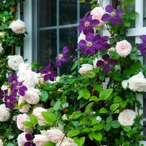 Комплект троянди і клематісу Вечірній вальс фото
