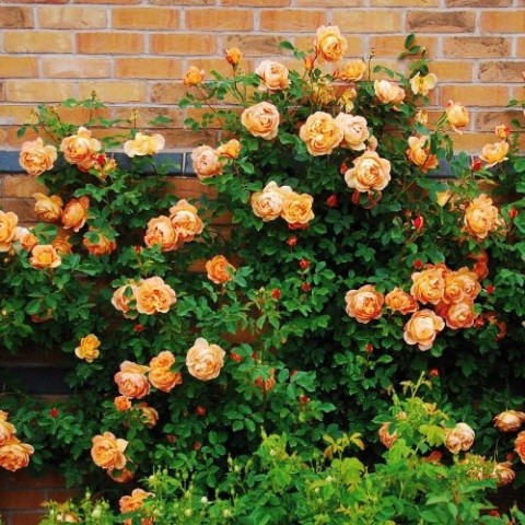 Троянда Lady of Shalott (Насичений аромат) фото
