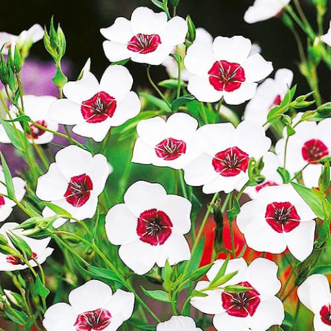 Льон великоквітковий білий з червоним вічком фото