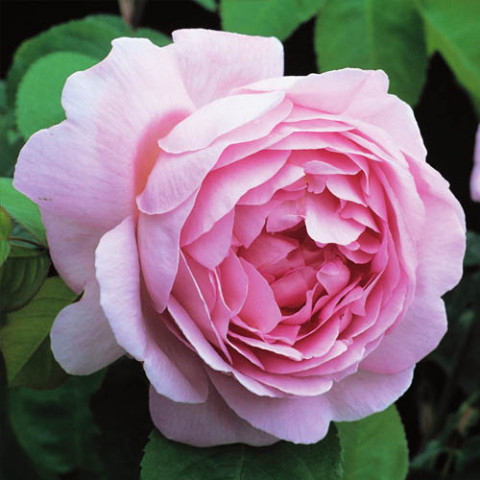 Троянда штамбова Lili Marlene фото