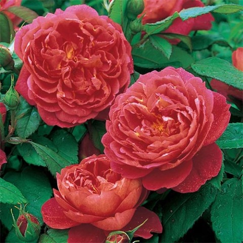 Троянда Benjamin Britten фото