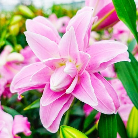 Лілія Lotus Spring (Махрова квітка) фото