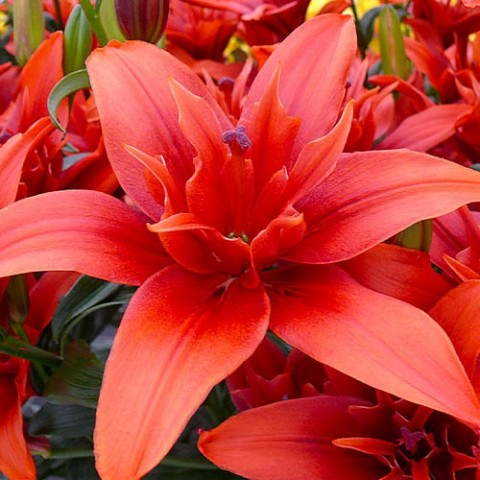Лілія Red Twin (Махрова квітка) фото