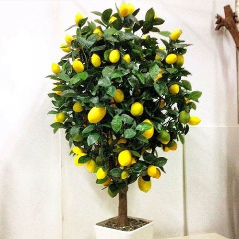 Лимонне дерево фото