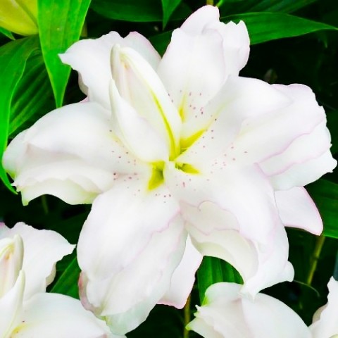 Лілія Lotus Beauty (Махрова квітка) фото