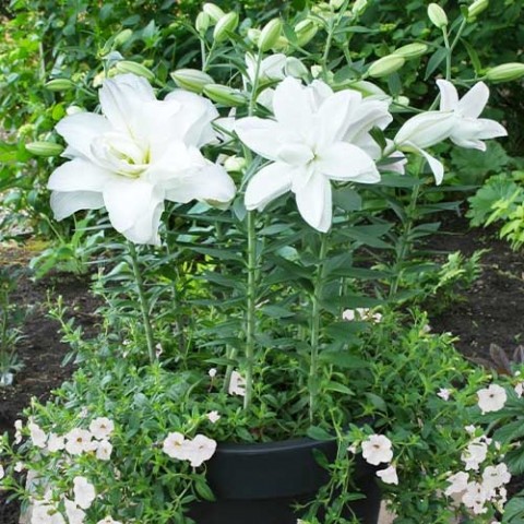 Лілія Lotus Pure (Махрова квітка) фото