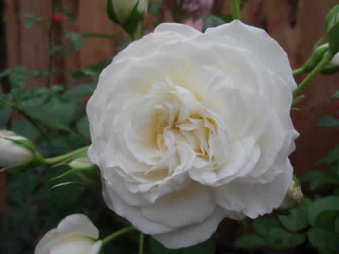 Троянда Ledreborg фото