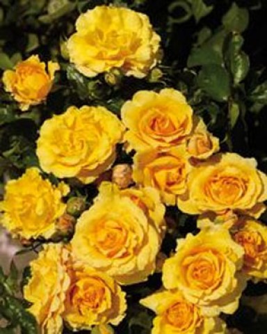 Троянда Malbork фото
