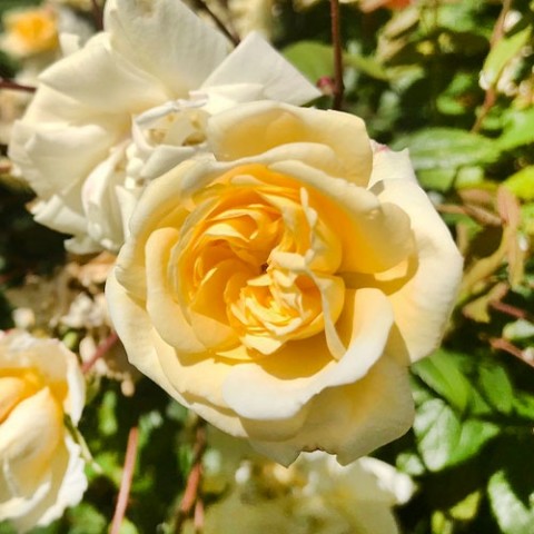 Троянда Malvern Hills (плетиста) фото