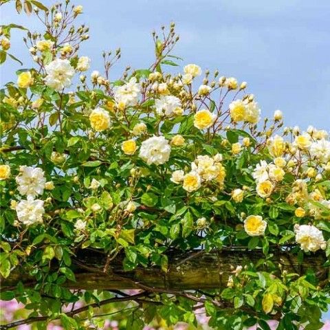 Троянда Malvern Hills (плетиста) фото
