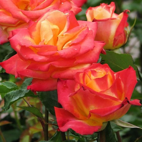 Троянда Mein Munchen фото