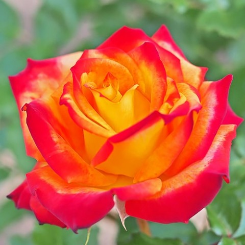 Троянда Mein Munchen фото