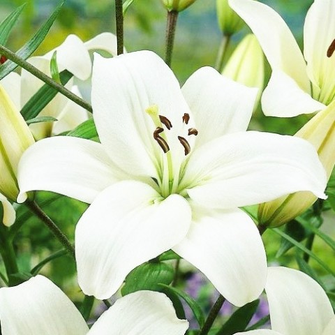 Лілія Merluza (Гігантська квітка) фото
