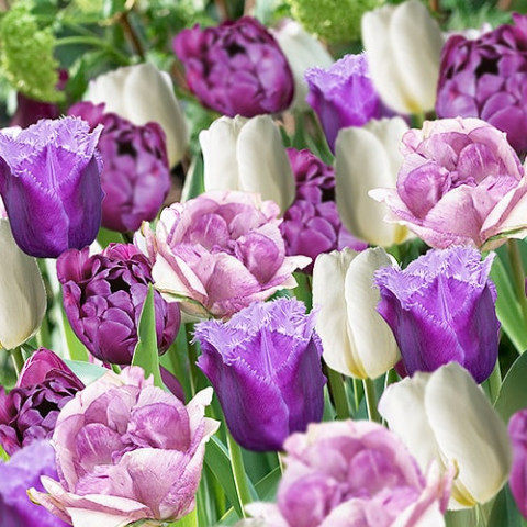 Тюльпани Парадізо Мікс фото