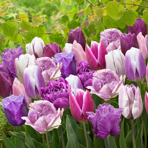 Мікс тюльпанів Лавандовий фото
