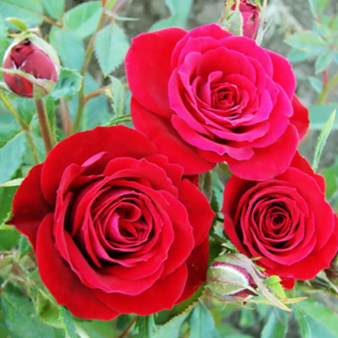 Троянда бордюрна Mirabel фото